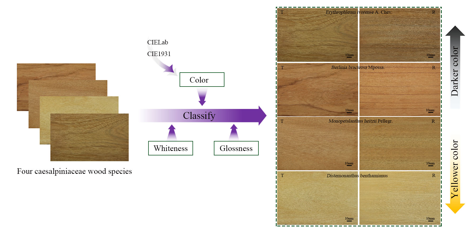 An Investigation on the Visible Characteristics of Four Caesalpiniaceae Wood Species in Gabon