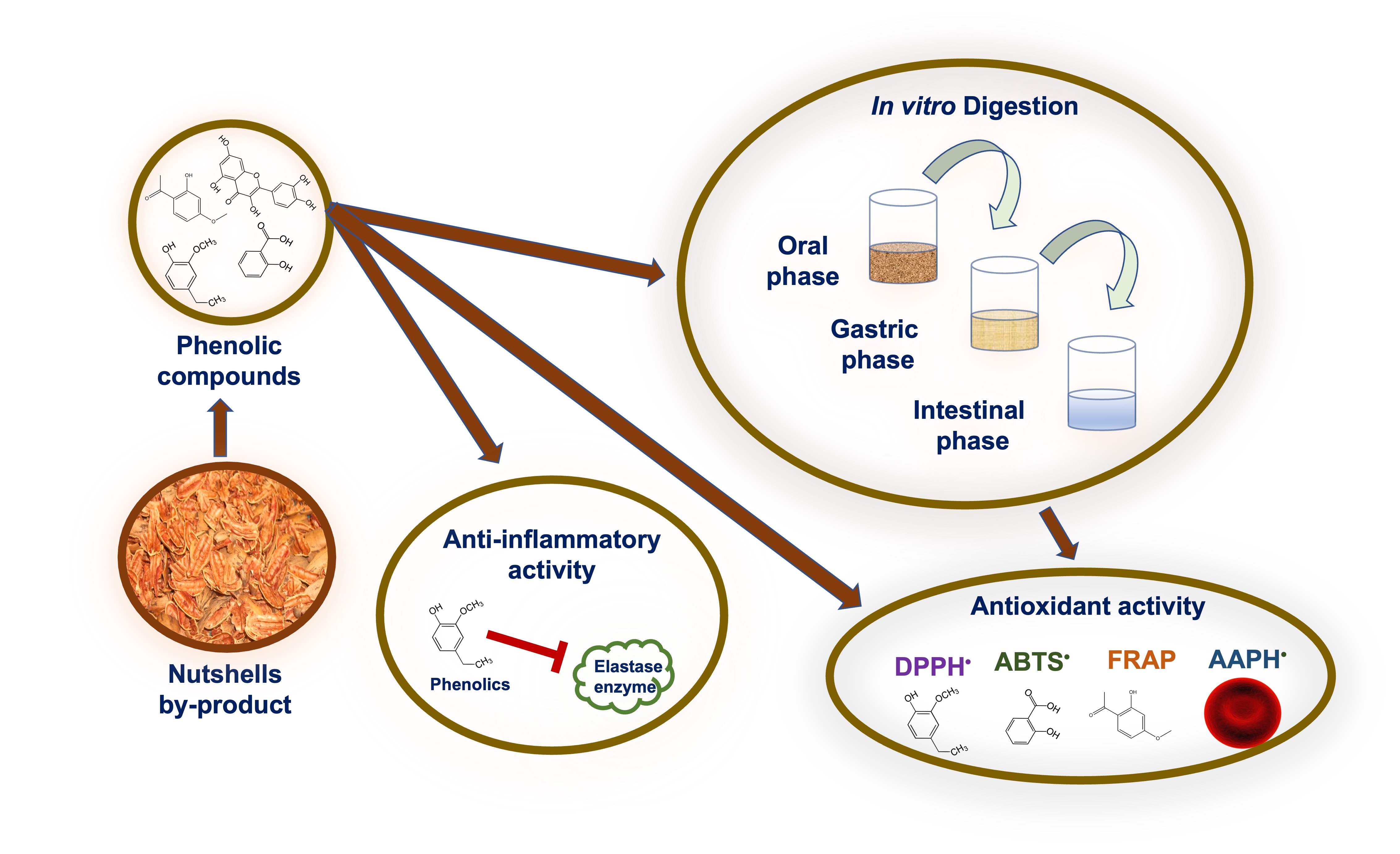 Digestibility, Antioxidant and Anti-Inflammatory Activities of Pecan Nutshell (<i>Carya illioinensis</i>) Extracts