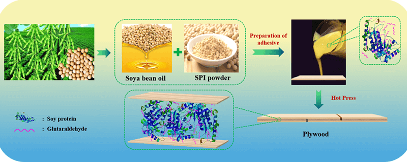 MALDI ToF Investigation of the Reaction of Soy Protein Isolate with Glutaraldehyde for Wood Adhesives