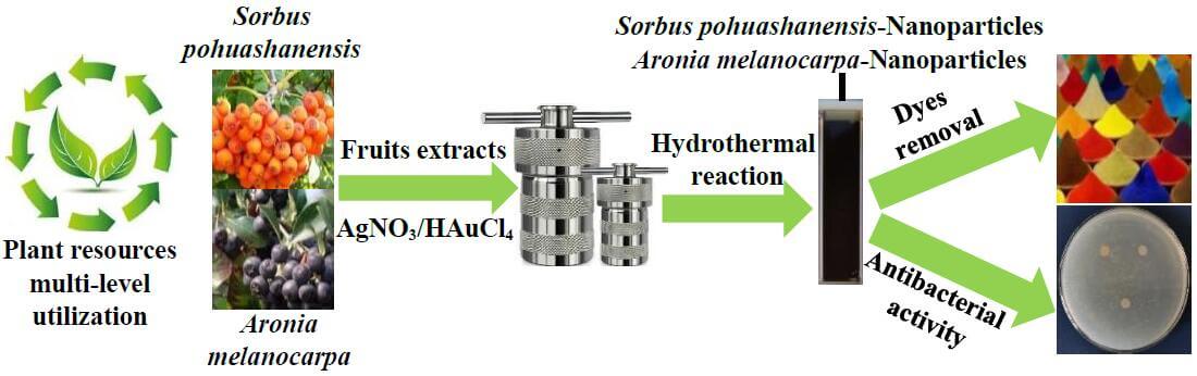 Green Hydrothermal Synthesis and Applications of <i>Sorbus pohuashanensis</i>/<i>Aronia melanocarpa</i> Extracts Functionalized-Au/Ag/AuAg Nanoparticles