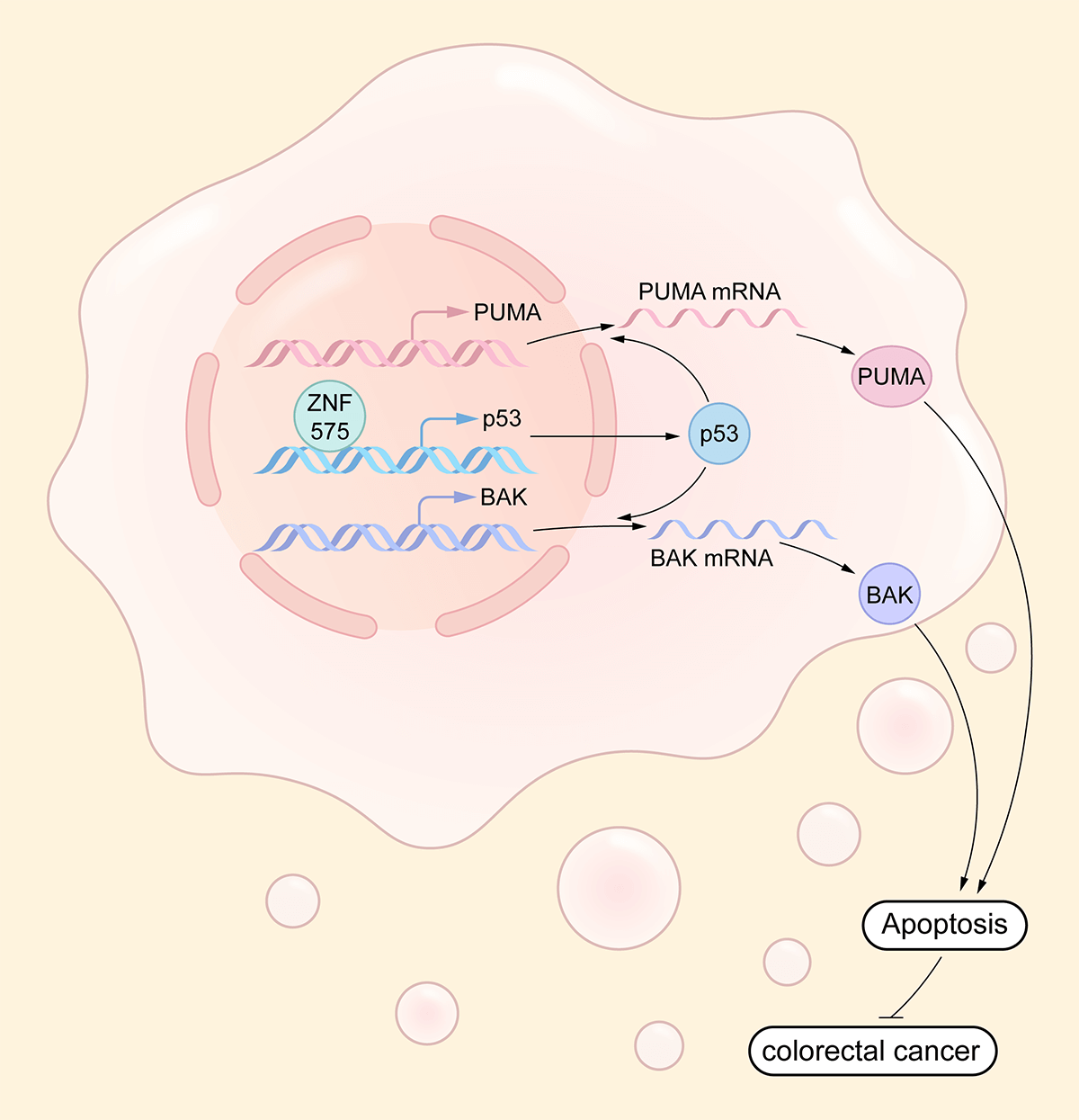 The zinc figure protein ZNF575 impairs colorectal cancer growth via promoting p53 transcription
