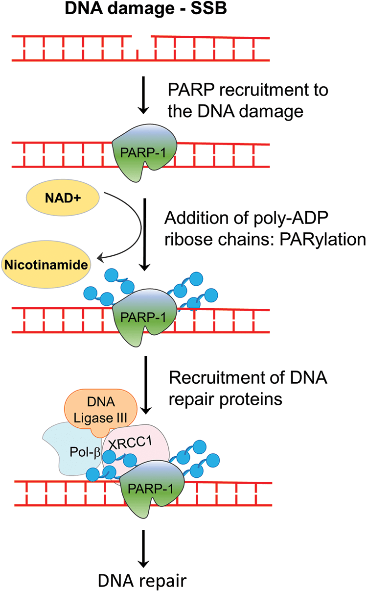 OR | Free Full-Text | Targeting DNA Repair For Cancer Treatment ...